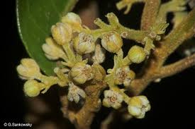 Image result for Dichapetalum