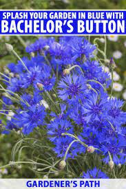 How To Grow Bachelor S Button Cornflower Gardener S Path Bachelor Button Flowers Flower Garden Design Bachelor Buttons