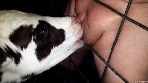 Man fuck female cow
