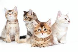 A herd of lions is typically referred to as a pride, but can alternately be called a troop or a sawt. What Is A Group Of Cats Called Interesting Facts Kitty Cats Blog