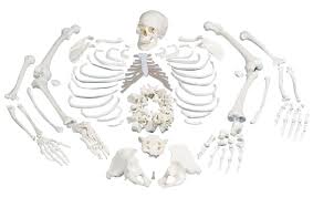 Fast and free shipping on many items you love on ebay. Disarticulated Anatomical Human Skeleton Model With Anatomy Chart Skeletal Components Store Medical Models