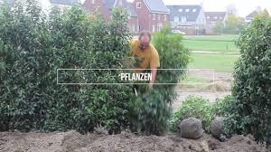 Sie müssen auf anzeichen von schädlingen wie weiße fliege achten und. Portugiesischer Kirschlorbeer Pflanzen Youtube