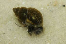 Image result for Behnia reticulata