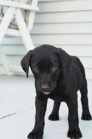 Pin By Michele On Cute Overload Puppies Black Lab Puppies Lab Puppy