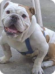 Santa Ana Ca English Bulldog Meet Bully A Dog For Adoption Bulldog Rescue Bulldog English Bulldog Dog