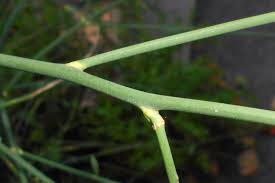 Image result for Aptosimum junceum