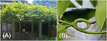 Image result for Artabotrys hexapetalus