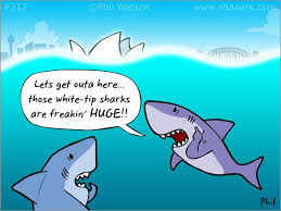 Inspired By Sydney Harbour Sharks Funny Shark Funny Puns