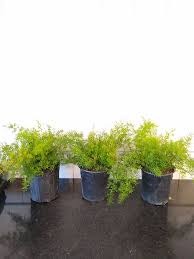 Image result for A. densiflorus Sprengeri