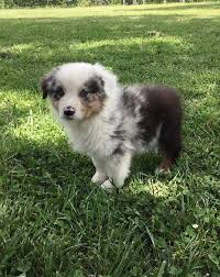 7 593 tykkäystä · 14 puhuu tästä. Australian Shepherd Puppies For Sale Tucson Az 206477