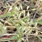 Image result for Dinebra