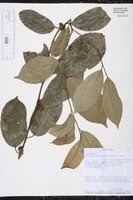 Image result for Heisteria