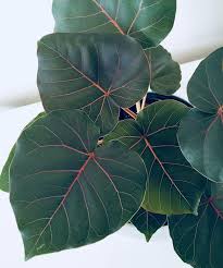 Ficus Petiolaris Plants Cactus House Plants Cool Plants