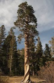 At signal mountain, yellowstone np, usa. Calphotos Pinus Contorta Ssp Murrayana Lodgepole Pine