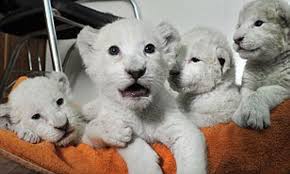 Check spelling or type a new query. Zoo Keepers Get A Shock After Five Ultra Rare White Lion Cubs Are Born In Captivity To Tawny Coloured Parents Daily Mail Online