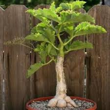 Image result for Cyphostemma quinatum