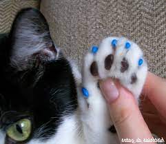 v tyumeni kot umer posle operacii po udaleniyu kogtej chem opasna procedura myagkie lapki i kakie mogut byt posledstviya nasha gazeta