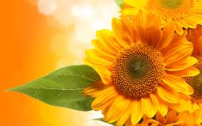 Download and use 30,000+ sunflower wallpaper stock photos for free. Best 42 Sunflowers Wallpaper On Hipwallpaper Sunflowers Wallpaper Sunflowers Daisies Wallpaper And Sunflowers Hummingbirds Wallpaper