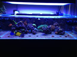 Schau dir angebote von ‪film‬ auf ebay an. Nothing Better Than A Nice Bare Bottom Reef Builders The Reef And Saltwater Aquarium Blog