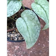 This plant ships straight from greenhouse to your house. Scindapsus Silver Splash Kode A Shopee Indonesia