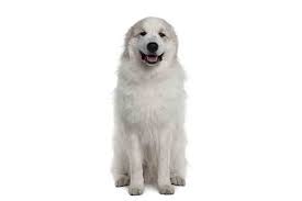 Great Pyrenees Dog Breed Information