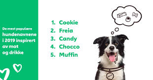 Find inspiration til et godt hundenavn til din hund med denne liste på 500 populære hundenavne. De Mest Populaere Hundenavnene I 2019 The Dog People Av Rover Com