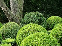 We did not find results for: Fruktad Svampsjukdom Pa Buxbom Odla Nu