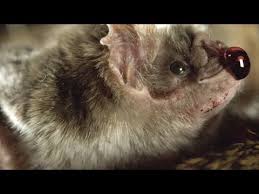 Maybe you would like to learn more about one of these? Bat Facts Smithsonian Institution