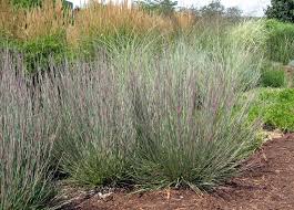 Image result for Schizachyrium brevifolium