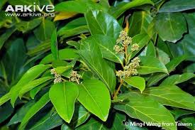 Image result for Cryptocarya liebertiana