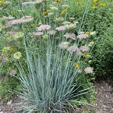 Image result for Schizachyrium