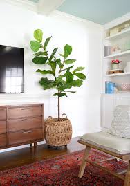 The Easiest House Plants The Best Faux Plants I Ve Found Young House Love Living Room Plants Easy House Plants House Plants Indoor