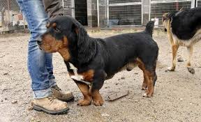 This will probably be a very sweet and even tempered dog. Rottweiler Corgi Mix For Sale Off 54 Www Usushimd Com