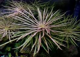 Image result for Pogostemon aquaticus