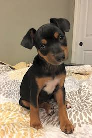 Search for miniature pinscher rescue dogs for adoption. Want To Adopt A Pet Here Are 5 Perfect Pups To Adopt Now In