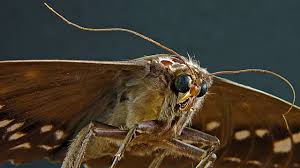 It's the moth babies you need to be wary of, which are able to get proteins they need from. How To Get Rid Of Moths And Prevent An Infestation Pest Defence