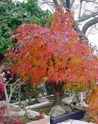 With brilliant red leaves and a small stature, the japanese red maple is an excellent tree. Amazon Com Suminagashi Japanese Maple 10 Seeds Outdoors Or Bonsai Toys Games