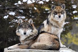 When you create your character, you have the option choose from various types of wolves. Brookfield Zoo To Establish New Pack Of Endangered Mexican Wolves Chicago News Wttw