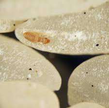 Where are these little black bugs coming. Meet The Tiny Critters Thriving In Your Carpet Kitchen And Bed Shots Health News Npr