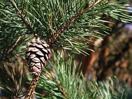 Image result for Pinus
