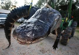 Jordan lake is a lake in elmore county, alabama. Later Gator Multiple North Alabama Alligators Seen Recently State And Nation Enewscourier Com