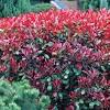 There are all kinds of fantastic indoor plants that can help you fight off winter blues, and that's especially true if you're willing to get crafty and creative. Https Encrypted Tbn0 Gstatic Com Images Q Tbn And9gcrfliujbgi Atcdjenqkdj8ut6bfzsycd5pomrxcbhlxujc6ovc Usqp Cau