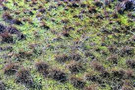 Image result for Tripogon