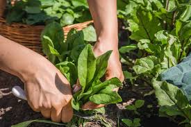 How to pick spinach from garden. How To Harvest Spinach Gardener S Path