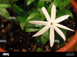 Image result for Jasminum multipartitum