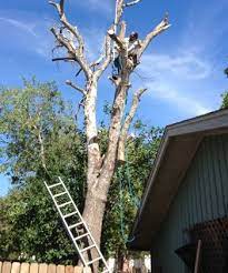 Check spelling or type a new query. Tree Removal By Heartwood Tree Service Solutions From San Antonio Texas Tree Removal Tree Tree Service