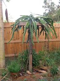 Dragon Fruit Trellis Branching Dragon Fruit Plant Dragon Fruit Tree Dragon Fruit