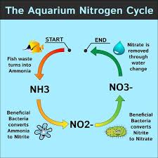 Knowing How To Fishless Cycle An Aquarium Is A Very Important Skill With Our Complete Guide You Will Be Betta Fish Tank Fresh Water Fish Tank Nitrogen Cycle