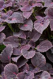 Fan leaves are dark green or red/purple, and may turn yellow. Dark Purple Leaf Plants Solenostemon Coleus Black Prince With Dark Purple Foliage Leaves Coleus Plant Purple Foliage Plants