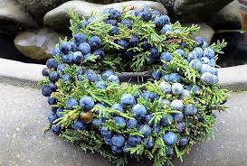 Die unscheinbaren dunkelblau bis violett gefärbten wacholderbeeren sind ein echter geheimtipp für deine küche. Wunder Der Natur Der Wacholder Das Solingenmagazin